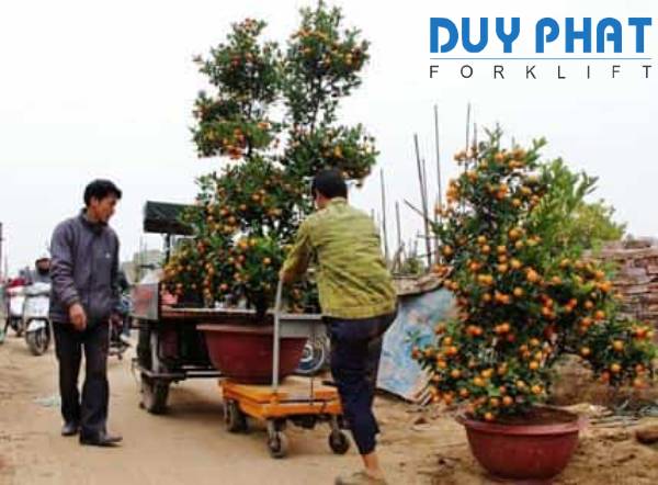 Sử dụng xe nâng giúp quá trình vận chuyển cây cảnh diễn ra nhanh chóng hơn